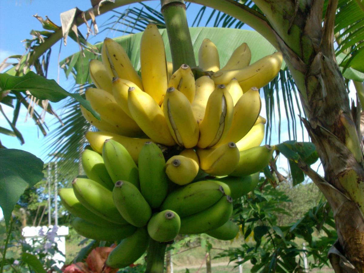 Playa Junquillal Plumita Pacifica 아파트 외부 사진