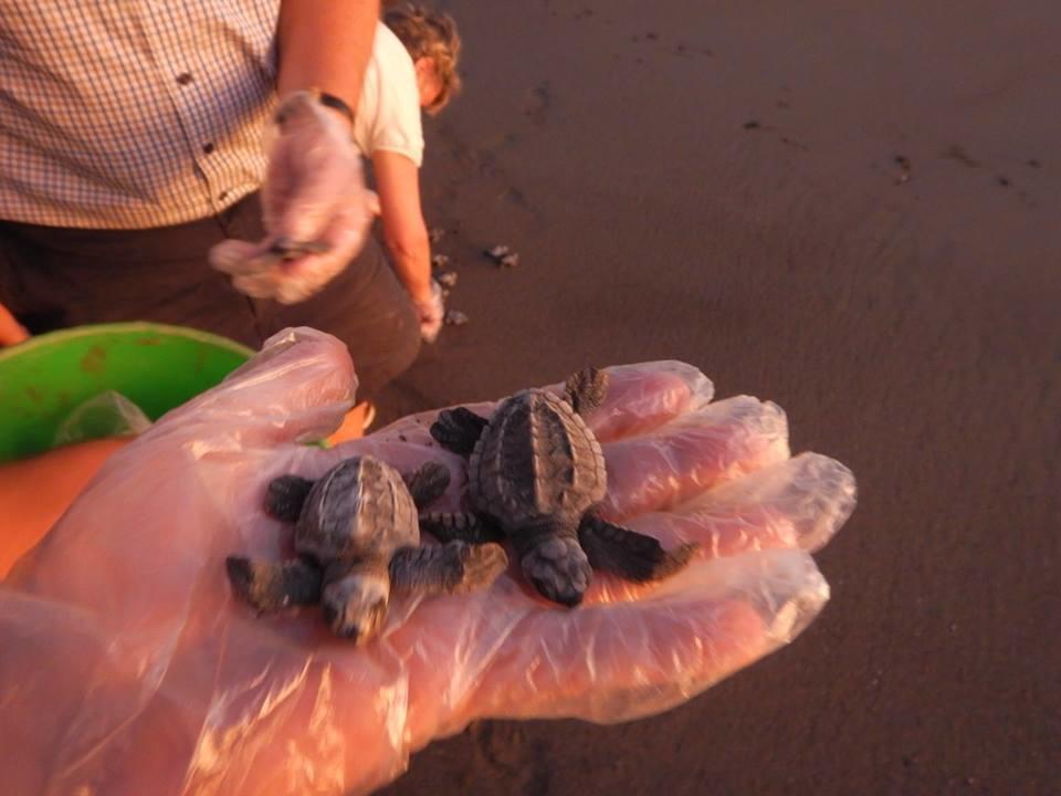 Playa Junquillal Plumita Pacifica 아파트 외부 사진