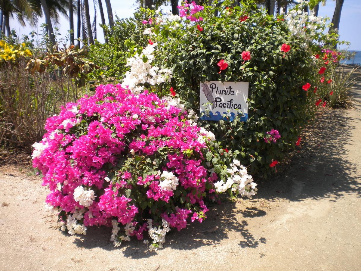 Playa Junquillal Plumita Pacifica 아파트 외부 사진