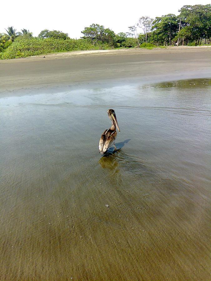 Playa Junquillal Plumita Pacifica 아파트 외부 사진